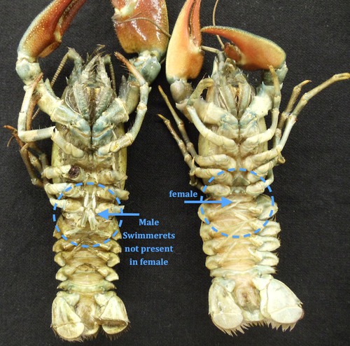 crayfish-dissection